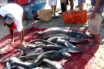 Shark Fishery in Mexico