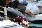 Bermuda: Sharks attack hooked giant bluefin tuna
