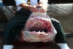 Angler lands big mako shark in Louisiana