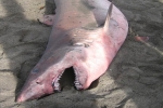 Rare shark found dead in Azores