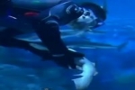 Nurse shark gives birth at Chinese aquarium