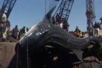 Whale Shark in Karachi Fish Harbour 07-02-2012