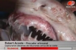 Numerous Sandtiger Sharks caught in Uruguay
