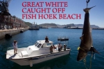 Great White accidently caught off Fish Hoek Beach