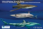 Shark Fin Identification Guide