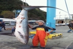 Fox Shark caught in north-western Italy