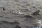 Basking Shark filmed off southeast France