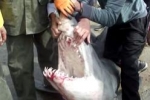 Video of Israeli Mako Shark – February 2012