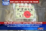 Ban likely on shark fin trade in New York