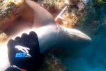 Spearfisherman kills whitetip reef shark