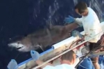 Tagging deep water sharks off Hawaii