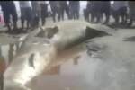 Whale Shark found dead in Philippines