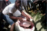 Big Tiger Shark caught off the Northern Dominican Coast