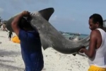 Shark Fishing in Yucatan Mexico