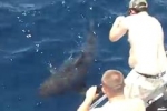 Great White Shark filmed off Florida