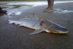 Small Bull Shark killed by Rangers in South African River