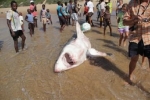 Great White Shark caught in Mozambique