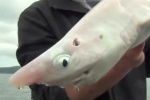 Albino Dogfish Release