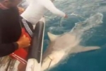 Bull Shark Tag and Release in Cancun 2012