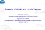 Diversity of sharks and rays in Vietnam