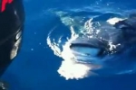 Mako shark encounter filmed in Western Australia