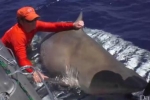 Giant bull shark surprises researchers in Florida