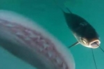 Spearfisherman encounters tiger shark
