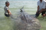 Half-ton whale shark caught in central Vietnam