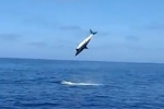 Massive mako shark stuns anglers as it leaps repeatedly