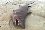 Sandtiger shark in English Channel