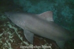 Hammerhead and Smalltooth sandtiger sharks
