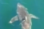 Great White Shark sighting in Cape Cod