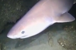 Sixgill Shark filmed in Italian Waters