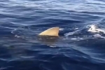 Great White Shark filmed off French Riviera