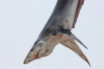 Yarmouth Shark Scramble 2012