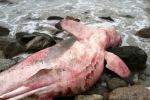 Dead Great White Shark found beached in Rhode Island