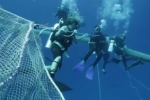 Fish Farming: Creating Shark-Resistant Nets