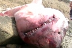 Great White Shark Washes Ashore in New England
