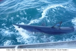 New Tagging Research Documents Remarkable Mako Shark Journey
