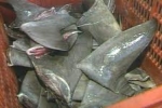 2 La. men admit illegally fishing for shark fins