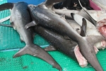 Costa Rica Coast Guard Accidental Shark Fin Bust!