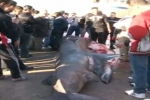 Basking Shark caught off Algeria
