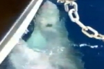 Nov 2012 – Basking Shark Bycatch in Italy