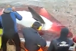 Great White Shark shot by fisherman in Tunisia
