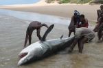 Great white shark killed in Mozambique – Updated