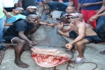 Dominican Fishermen Catch 14 foot Tiger Shark