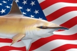 Results of seven US Shark Tournaments in New England and adjacent states, June – August 2014
