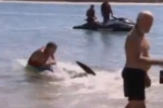 British tourist pulls shark away from Australia beach