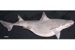 Mystery sharks off Rottnest shed new light on species