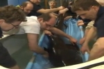 Sandtiger shark from Ukraine arrives at German Aquarium